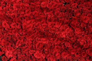 rose-374318_960_720